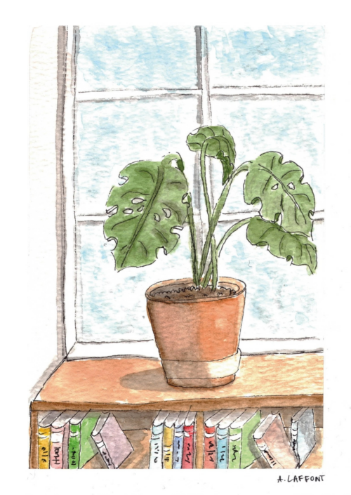 La plante